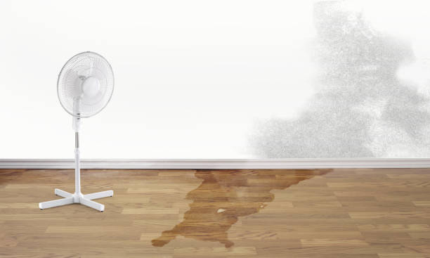 Best Water damage restoration near me  in Monticello, MN